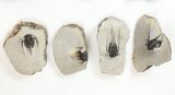 Lot: Bargain, Spiny Cyphaspis Trilobites - Pieces #134104-2